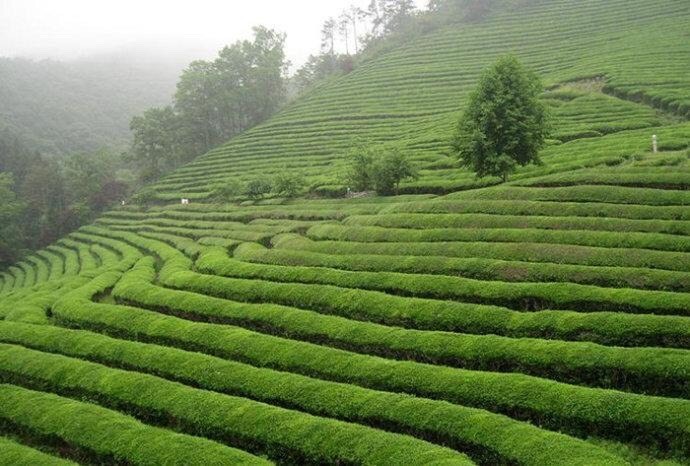 遂川县狗牯脑茶  绿茶，，高山云雾茶各种等级新茶