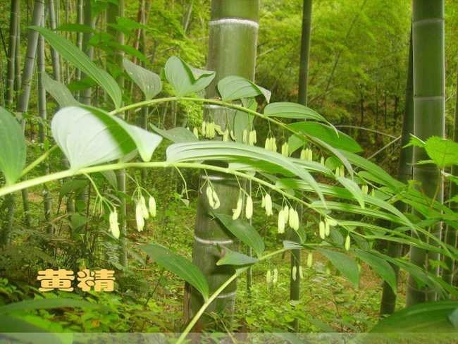 灵川县 黄精量大