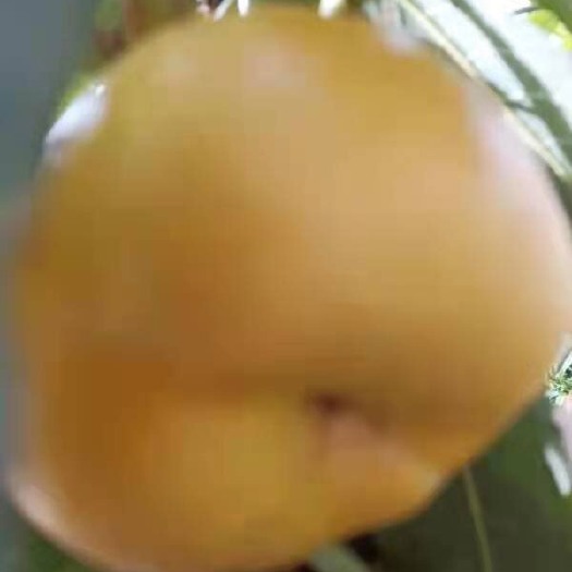 大荔县陕西冷库黄金蟠17上市，产地直供，货源充足，个头大，味道