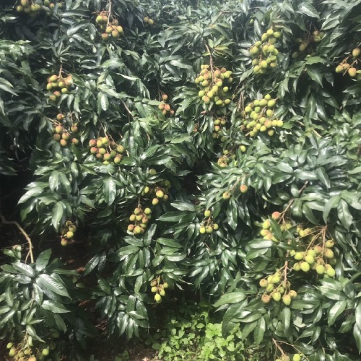 儋州市 海南妃子笑荔枝