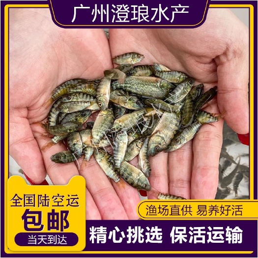 广州罗非鱼苗海南一号新吉富罗非鱼苗非洲鲫福寿鱼全雄性生长快抗病力