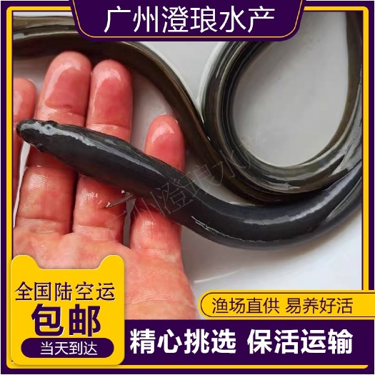 广州优质鳗鱼苗 淡水白鳝鱼苗 白鳗河鳗美洲鳗鲡青鳝养殖放生