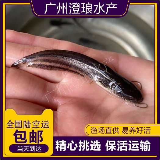 大口鲶鱼苗南方大口鲶鱼苗广东大口鲶鱼苗冷水淡水活体大河鲶鱼苗