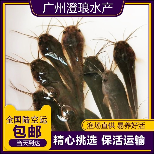 广州三黄塘虱鱼苗  本地塘角鱼苗三黄杂交塘角鱼苗本地塘鲺活体放生