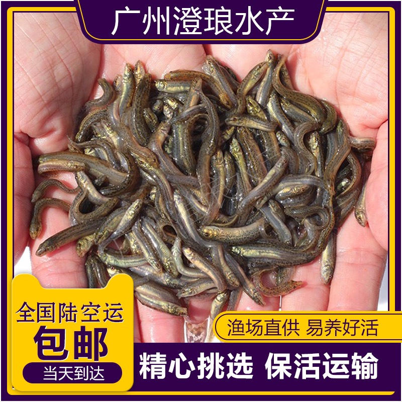 广州泥鳅苗新鲜幼苗小泥鳅本地活体圆鳅苗活筏钓体放生养殖苗