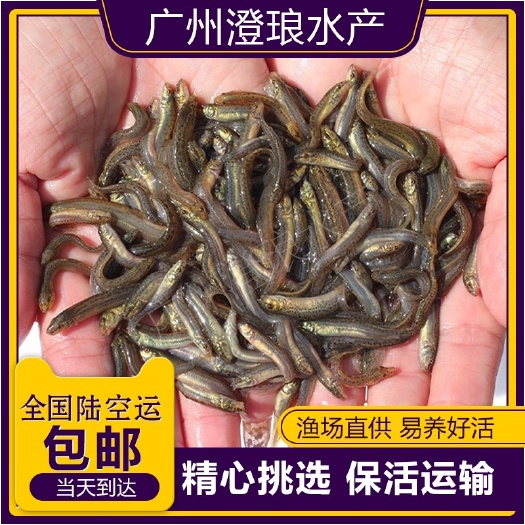 泥鳅苗新鲜幼苗小泥鳅本地活体圆鳅苗活筏钓体放生养殖苗