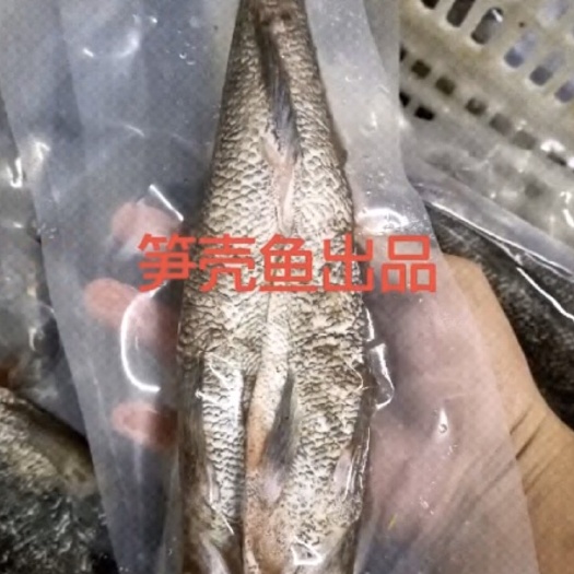 屯昌县半加工 新鲜 冰鲜笋壳鱼