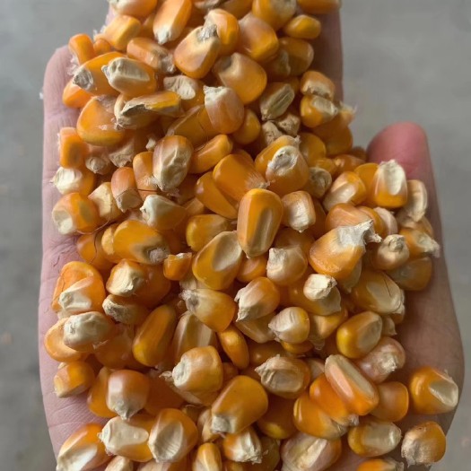 瑞丽市黄玉米粒 缅甸玉米