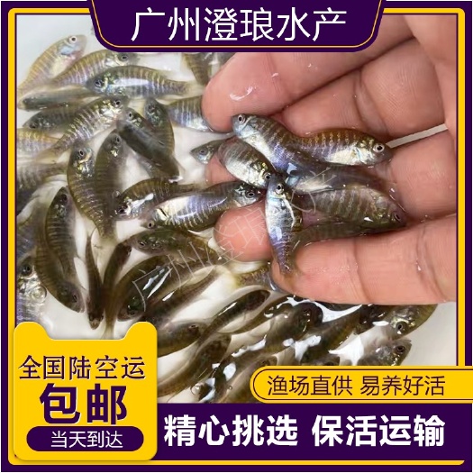 广州太阳鱼苗蓝鳃杂交金边新品淡水工厂化帆布池养殖小型原生观赏活体