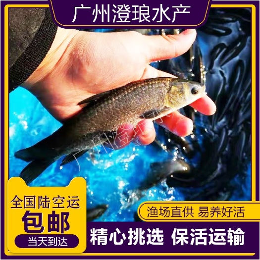 广州青鱼 黑鲩 螺蛳青鱼苗 乌鲩乌青 黑鲩鱼苗 四大家鱼苗淡水