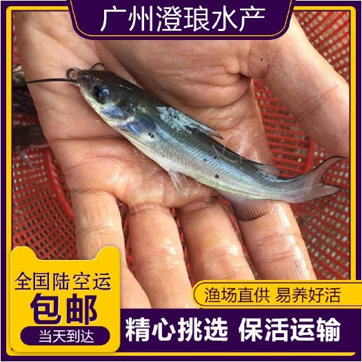 广州优质斑点叉尾鮰鱼苗 钳鱼苗 叉尾鱼苗 活体  江团回鱼苗