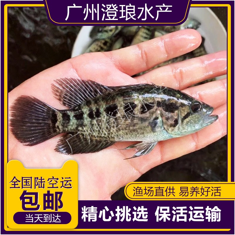 广州淡水石斑鱼苗鱼 优质鱼苗热带鱼  放生石斑鱼苗 活体养殖鱼苗