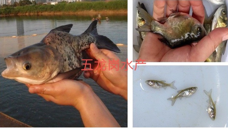 广州 缩骨大头鱼苗