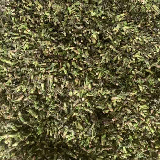 饶河县刺老芽  黑龙江省主产区刺嫩芽量大可对接市场有实力联系我
