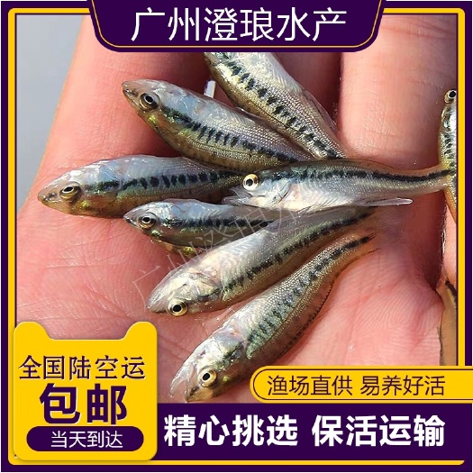 广州加州鲈鱼苗淡水鲈鱼苗加州鲈鱼苗大口黑鲈优鲈3号路亚苗训料鲈鱼