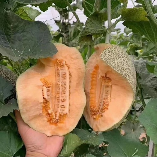 饶阳县 产地大量供应各种甜瓜