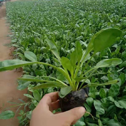 青州市金鸡菊苗  金鸡菊