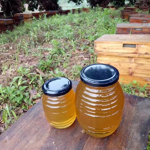 博白县 荔枝龙眼蜜蜂蜜