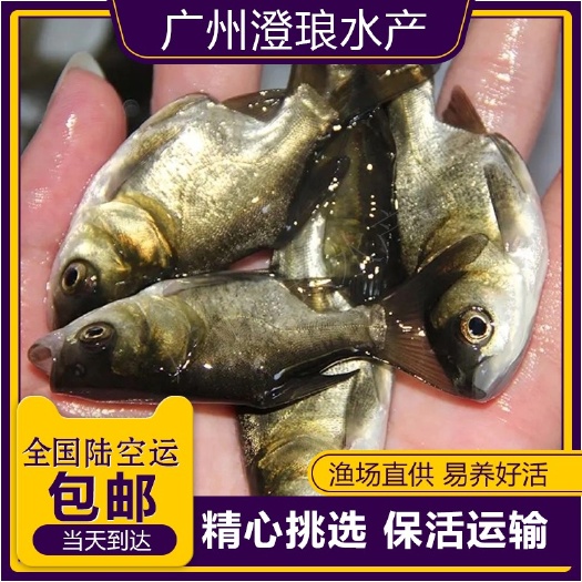 缩骨大头鱼苗 花鲢鱼苗 胖头鱼苗缩骨 鳙鱼苗活体淡水虑食鱼