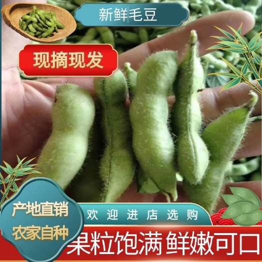 芜湖毛豆荚  安徽 精品毛豆 颗粒饱满 大量上市 原产地直供全国
