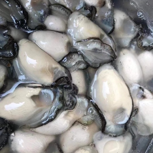 饶平县珍珠蚝  质量优，口感鲜美，货源稳定，可以长期合作