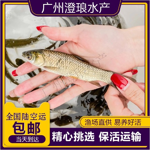 草鱼苗 草鲩鱼苗脆肉鲩鱼苗四大家鱼 草鱼水花淡水养殖