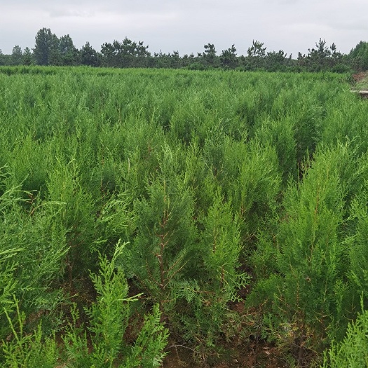 莒南县侧柏苗 70公分-2米侧柏大量供应，货源充足质量上乘