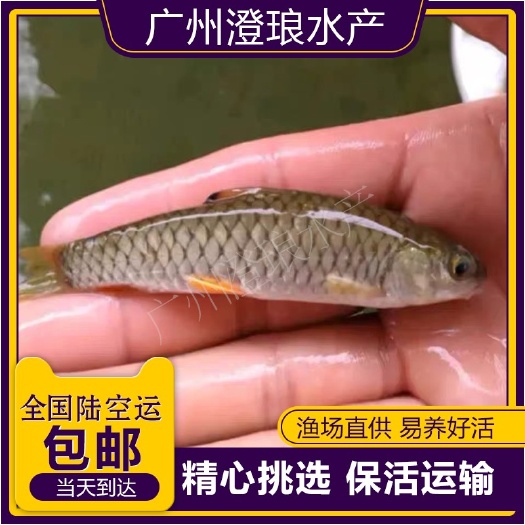 优质光倒刺鲃鱼苗青竹鲩鱼苗河坚鱼苗军鱼苗坑坚光眼淡水鱼苗活体