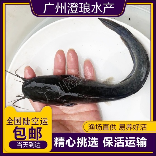 塘鲺苗  埃及塘鲺鱼苗塘虱鱼凶猛大型鱼八须鲶鱼活体淡水大鱼苗
