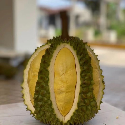 南宁 金枕榴莲A6 广西海吉星到现货两柜，量大优惠。