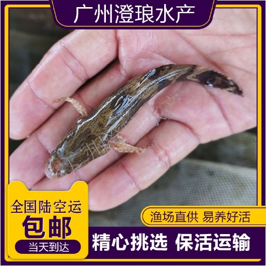 广州鱼苗场直供 优质笋壳鱼苗 淡水养殖鱼苗云斑尖塘鳢鱼苗沙塘鳢鱼