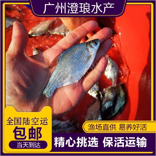 广州鳊鱼苗淡水武昌鱼苗活体三角鲂鱼团头鲂鱼三角边鱼沙边鱼养殖冷水