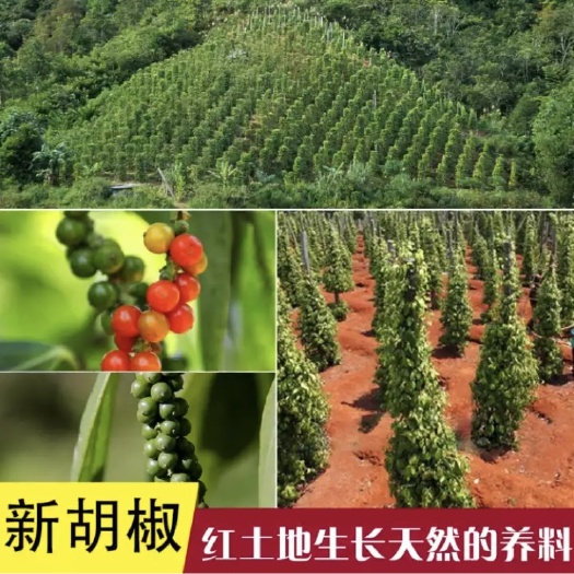 万宁市白胡椒  天然漂白，农户一手货源，粒大饱满，又浓又香又辣。