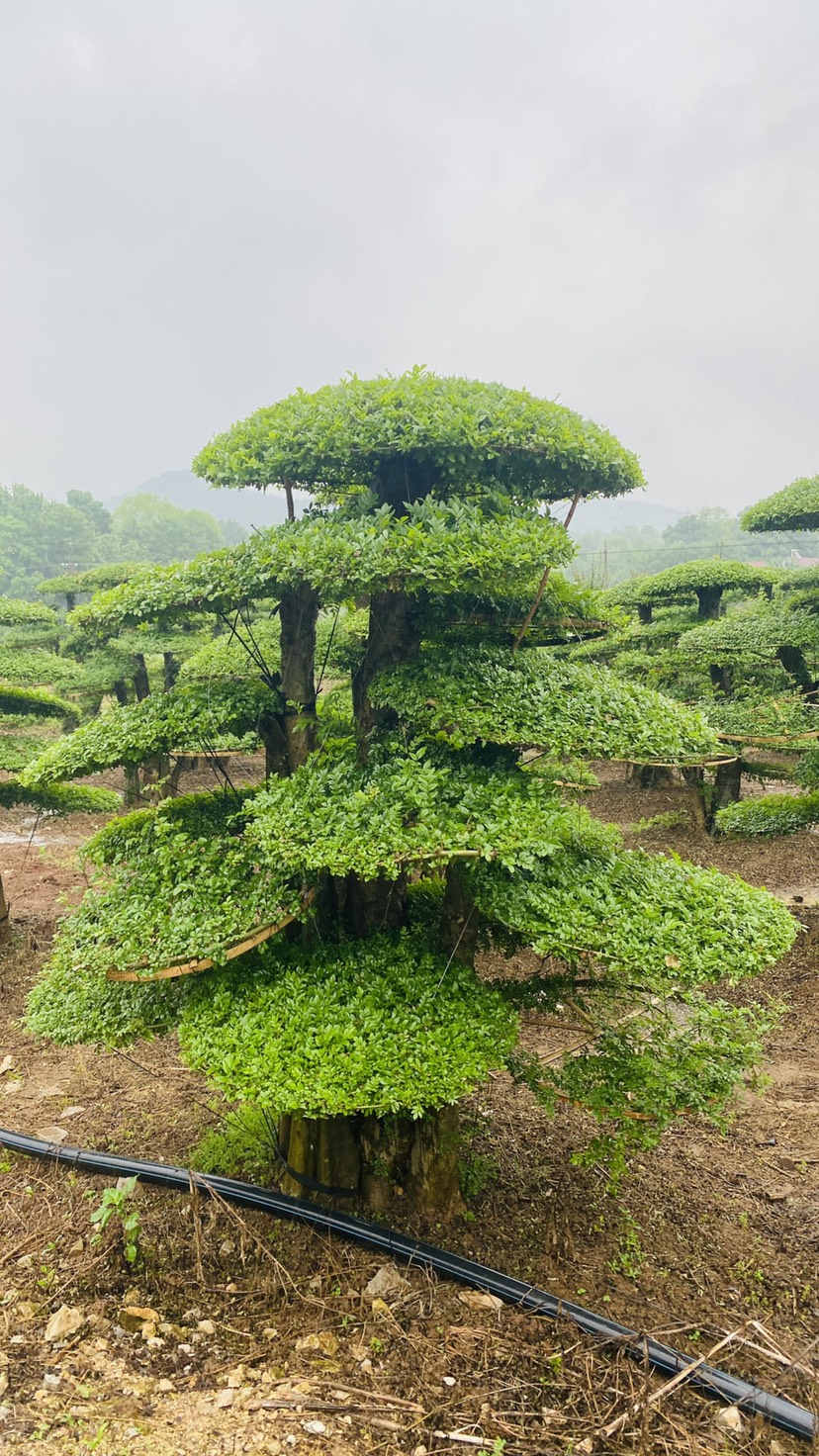 京山对节白蜡新式造型