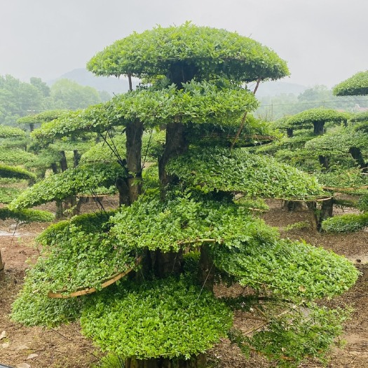 京山对节白蜡新式造型