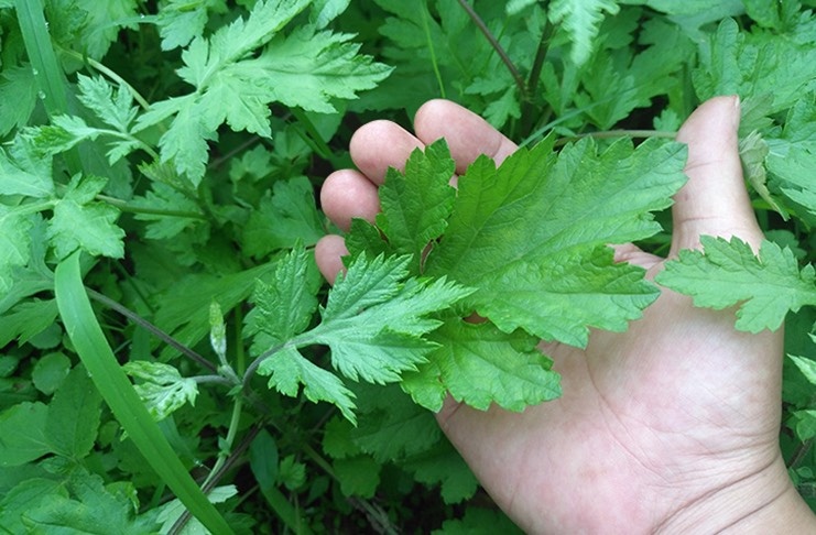 广州 新鲜艾草