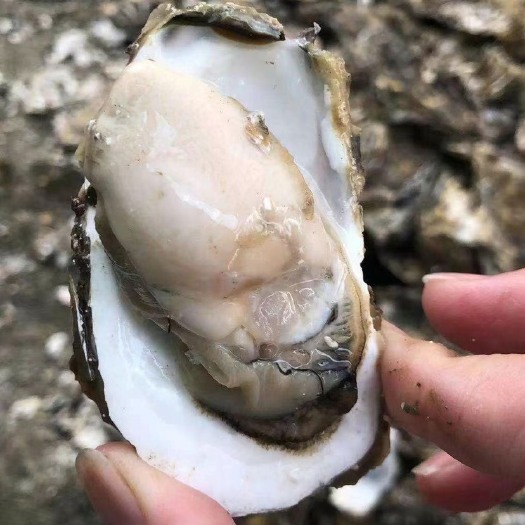 诏安县牡蛎  大量生蚝上市：高压锅蚝，烧烤蚝，肥度高，甜心美味
