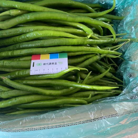 兰陵县 线椒