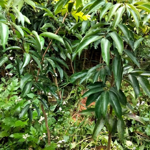 灵山县妃子笑荔枝苗 妃子笑桂味无核糯米糍嫁接优质品种荔枝树苗驳枝征地荔枝树形苗