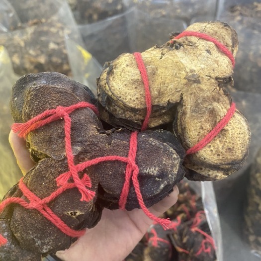 亳州广东新会陈皮收藏级普洱茶10年15年原皮状