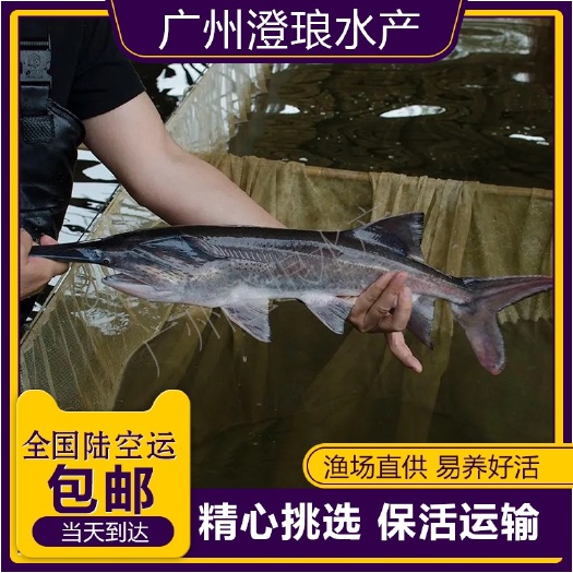 鸭嘴鱼苗淡水鸭嘴鲟鱼鲟龙鱼苗鱼塘养殖路亚鱼苗活体