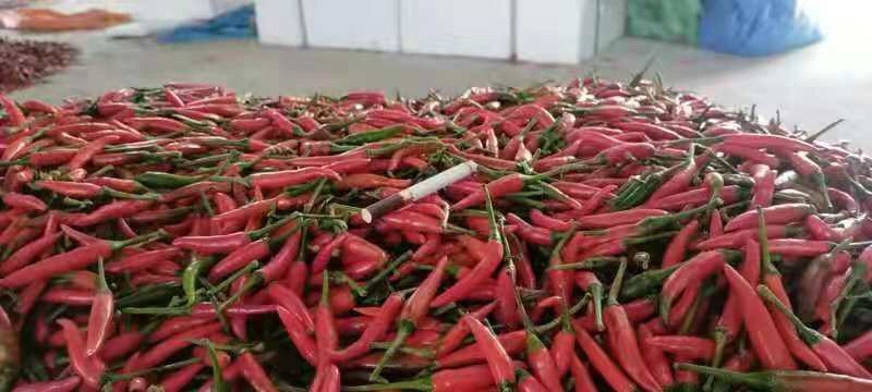 高州市 广东茂名新苗小米椒，价格便宜，量大从优！