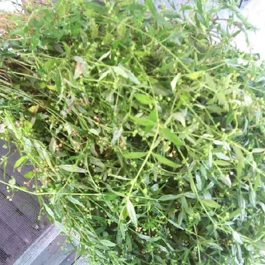 诏安县淡水螺 白花舌舌草