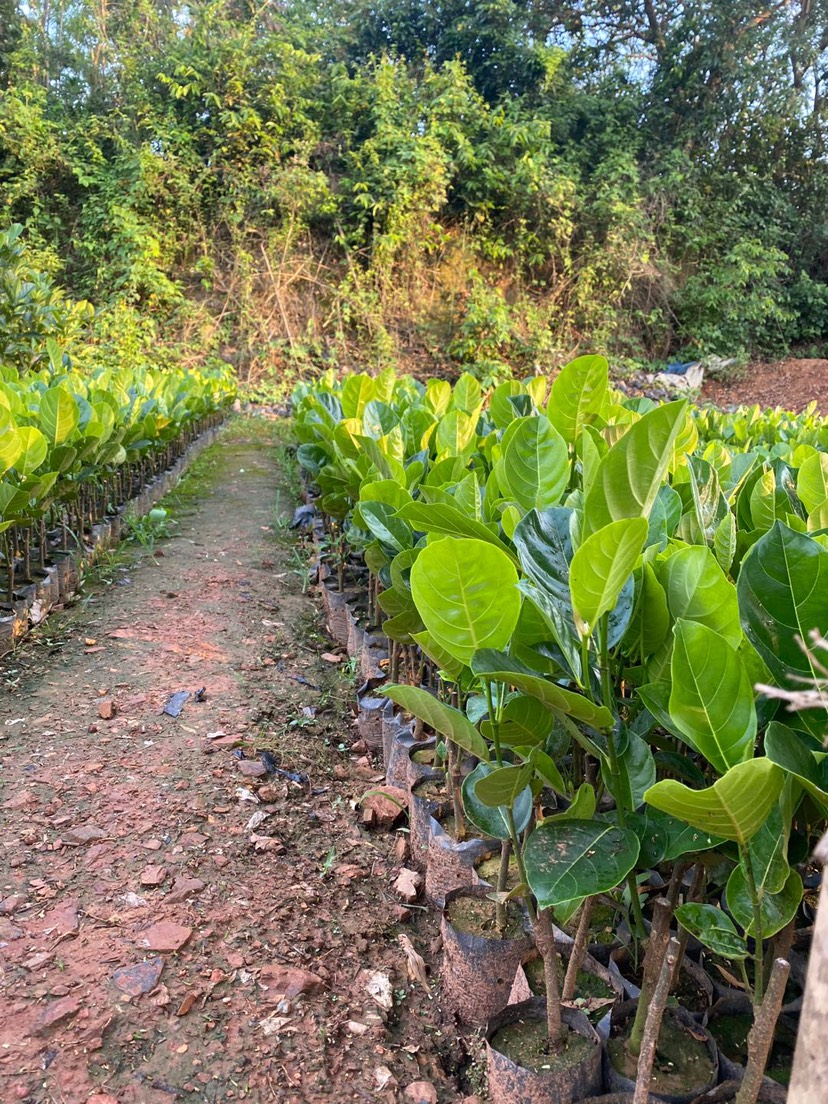 越南菠萝蜜苗 精品八号菠萝蜜树苗 一手货源 欢迎老板砸单