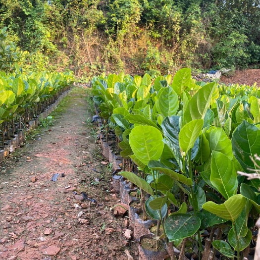 白沙县越南菠萝蜜苗 精品八号菠萝蜜树苗 一手货源 欢迎老板砸单