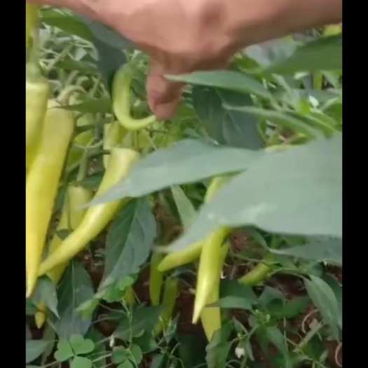 南宁黄皮辣椒 白辣椒