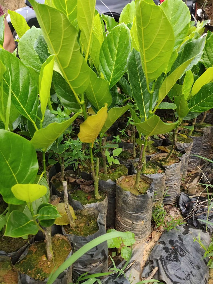 越南菠萝蜜苗 精品八号菠萝蜜树苗 一手货源 欢迎老板砸单