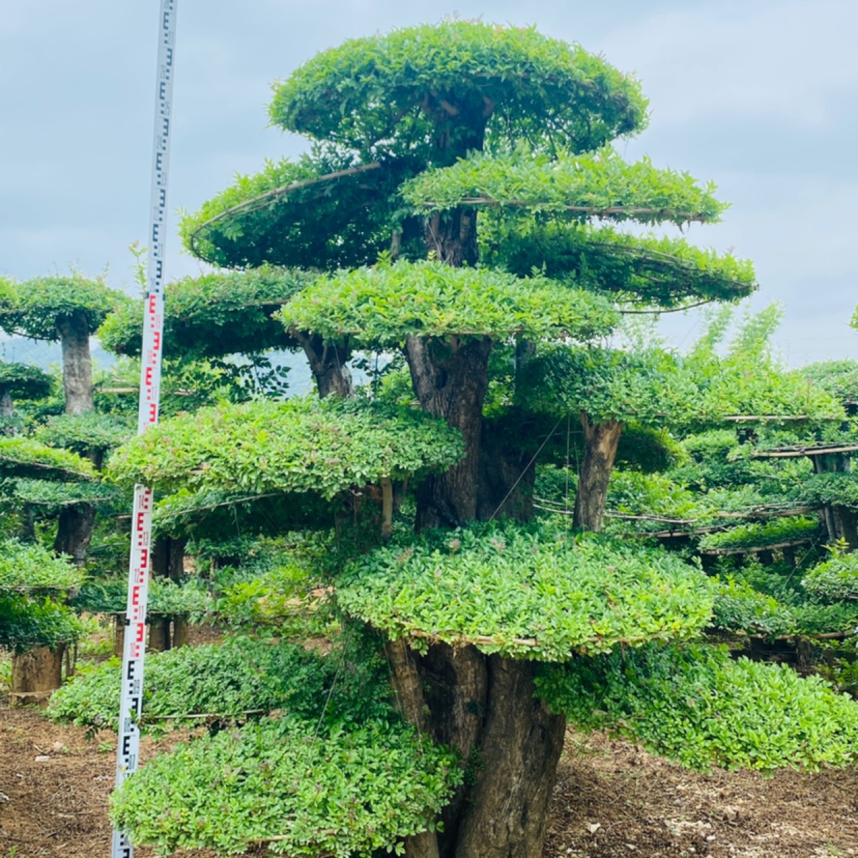 京山对节白蜡新式造型