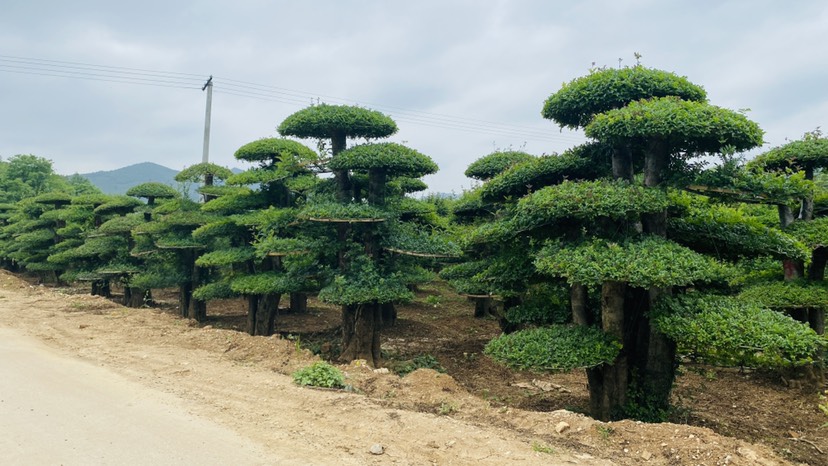 京山对节白蜡新式造型