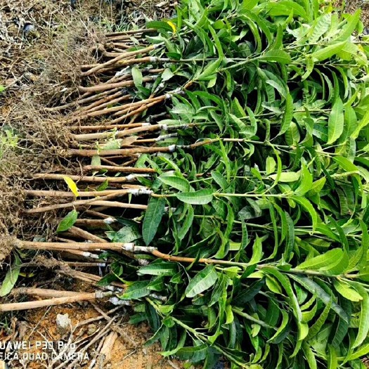 灵山县贵妃芒果苗 台农桂七金煌贵妃优质品种嫁接芒果树苗（实生种苗）